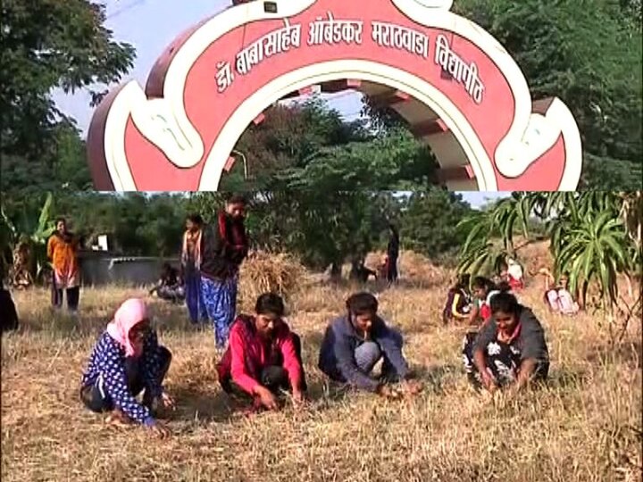 MPhil and PhD students weeding in BAMU aurangabad 'बामु' विद्यापीठातील आमराईत एमफिल-पीएचडी विद्यार्थ्यांची खुरपणी