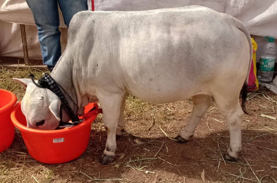 Sangli : Height 2.3 feet, India's shortest cow Ambu at exhibition उंची 2 फूट 3 इंच, सांगलीतील प्रदर्शनात सर्वात बुटक्या 'अंबू' गायीची चर्चा