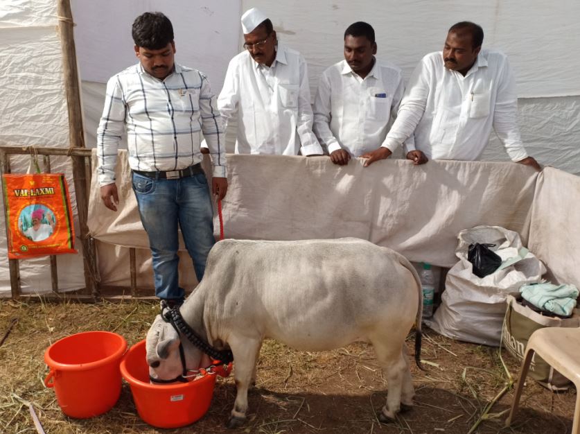 उंची 2 फूट 3 इंच, सांगलीतील प्रदर्शनात सर्वात बुटक्या 'अंबू' गायीची चर्चा