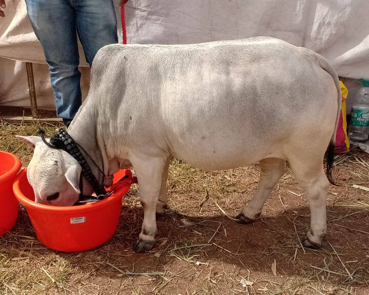 पुणे जिल्ह्यातील खेड तालुक्यातील कनेरसरची या अंबूने पलूसमधील कृषी प्रदर्शनात आपल्याकडे चांगलीच गर्दी खेचून घेतली होती आणि ते ही 10 रुपये तिकिटावर बरं का. प्रदर्शनातील सर्वात बुटकी उर्फ लहान गाय अशा आशयाचे फलक प्रदर्शनत ठिकठिकाणी लावून मालकाने अबूचे चांगलंच मार्केटिंग केले होते.