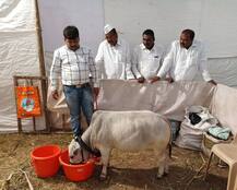 भारतातील सर्वात बुटकी \'अंबू\' गाय
