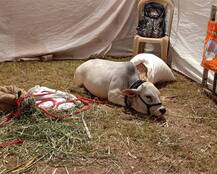 भारतातील सर्वात बुटकी \'अंबू\' गाय