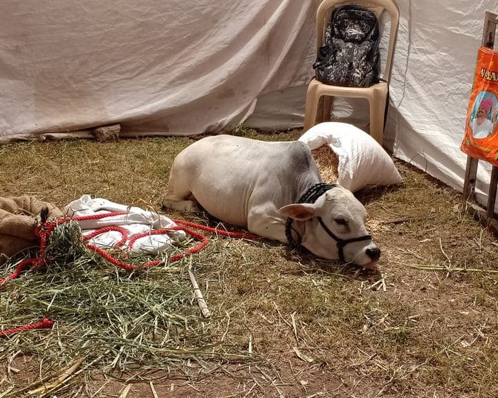 क्रांती उद्योग व शिक्षण समूह प्रमुख अरुण अण्णा लाड यांच्या वाढदिवसानिमित्त पलूस येथे राज्यस्तरीय कृषी, पशुपक्षी प्रदर्शन आयोजित करण्यात आलं होतं. शेतीमधील आधुनिक सामुग्री, नवे तंत्रज्ञान याबरोबरच शेती विषयक वस्तू, विविध प्रकारची जनावरे आणि खाद्यपदार्थची रेलचेल पाहायला मिळाली. पण या सर्व प्रदर्शनाच्या गर्दीत चर्चेचा आणि कुतूहलाचा विषय ठरली ती बुटकी अंबू.