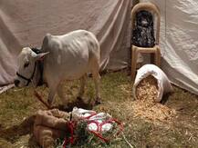 भारतातील सर्वात बुटकी \'अंबू\' गाय