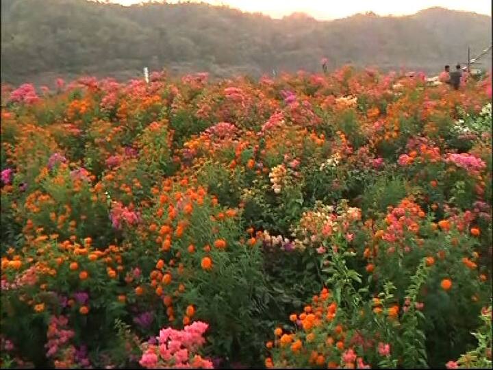 स्टॅच्यू ऑफ लिबर्टीच्या प्रेक्षक गॅलरीतून परिसर नयनरम्य दिसावा यासाठी याची निर्मिती करण्यात आली आहे.