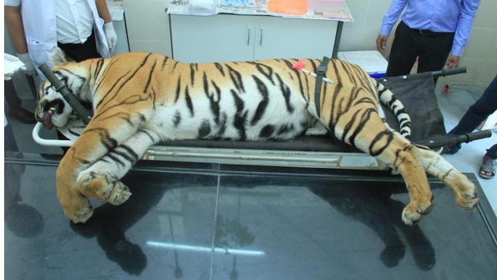 T1 tigress killing order not given by Forest minister Sudhir Mungantiwar, Order release by Chief conservator of forest टी-1 वाघिणीला ठार मारण्याचे आदेश मुनगंटीवारांचे नव्हे तर प्रधान मुख्य वन संरक्षकांचे