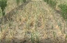 मंगळवेढ्यातील दुष्काळग्रस्त 45 गावांसाठी यंदा काळी दिवाळी