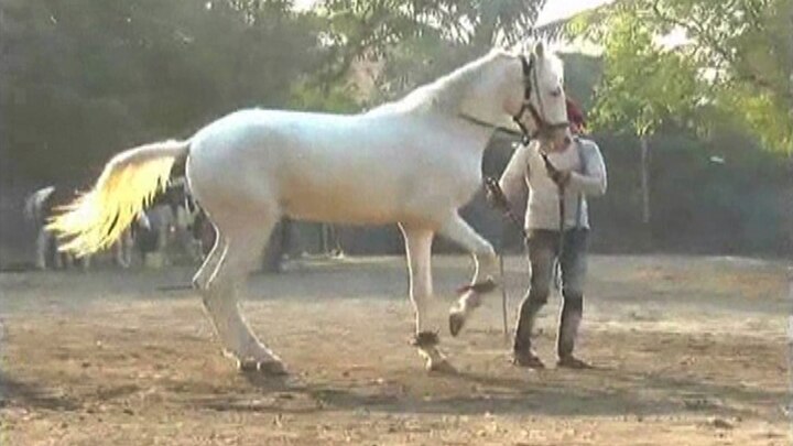 horses sold on more than 50 lakhs in Akluj horse market अकलूज बाजारातल्या या घोड्यांची किंमत 50 लाखांपेक्षा जास्त