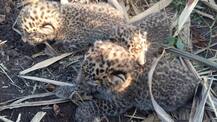 शिर्डीत ऊसाच्या शेतात सापडली बिबट्याची पिल्लं