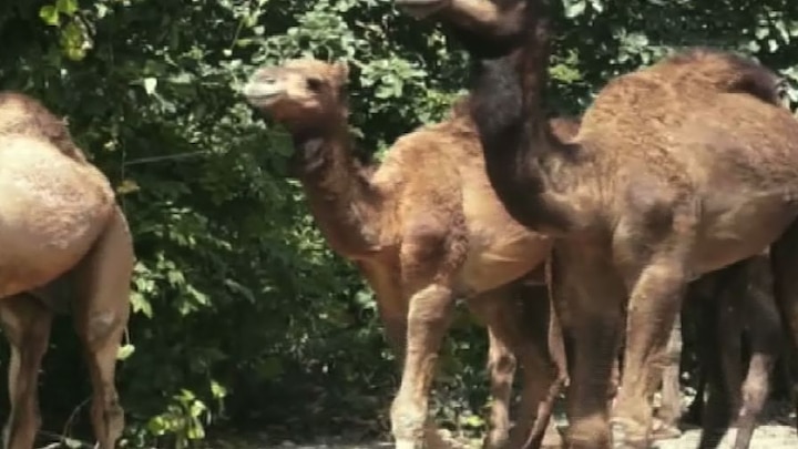 Akola : Camel smuggling suspect of black magic in Telangana assembly Election 2018 अकोल्यात 58 उंट ताब्यात, काळ्या जादूसाठी तस्करीचा संशय