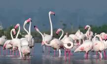 उजनी धरण पाणलोट क्षेत्रात परदेशी पाहुण्यांचं आगमन