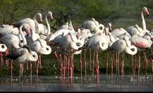 उजनी धरण पाणलोट क्षेत्रात परदेशी पाहुण्यांचं आगमन