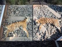 चंद्रपुरात ट्रेनच्या धडकेत दोन वाघांचा मृत्यू