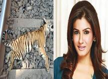 चंद्रपुरातील बछड्यांच्या मृत्यूनंतर रविना टंडनचा संताप