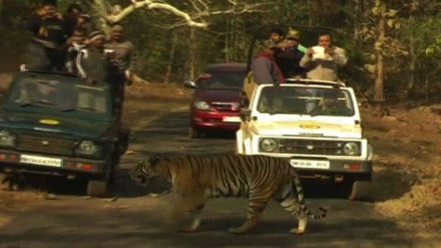 Mobile ban in Tadoba Tiger Resrve project ताडोबा व्याघ्र प्रकल्पात मोबाईलवर सरसकट बंदी