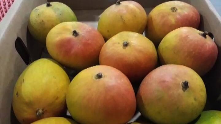 यावर्षी प्रथमच हा आंबा दक्षिण आफ्रिकेच्या शेतकऱ्यांनी एपीएमसी मार्केटमध्ये पाठवला आहे.