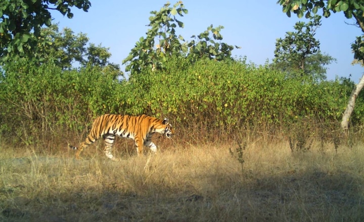 one of the cubs of avni tigress caught in yavatmal latest updates अवनी वाघिणीच्या मादी बछड्याला जेरबंद करण्यात यश