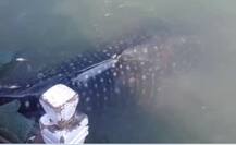 पालघरमध्ये मच्छिमारांच्या जाळ्यातून देवमाशाची सुखरुप सुटका