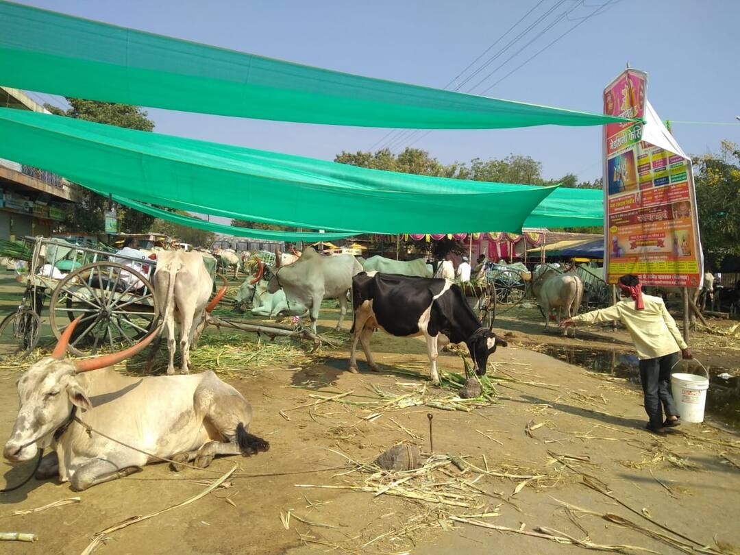 सांगोल्यात कडकडीत बंद, टेंभूचे पाणी पेटले! Water issue of Tembhu in Sangola, The eighth day of fasting, strike in Sangola सांगोल्यात कडकडीत बंद, टेंभूचे पाणी पेटले!