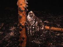 आरे कॉलनीच्या जंगलातील आगीवर सहा तासांनी नियंत्रण