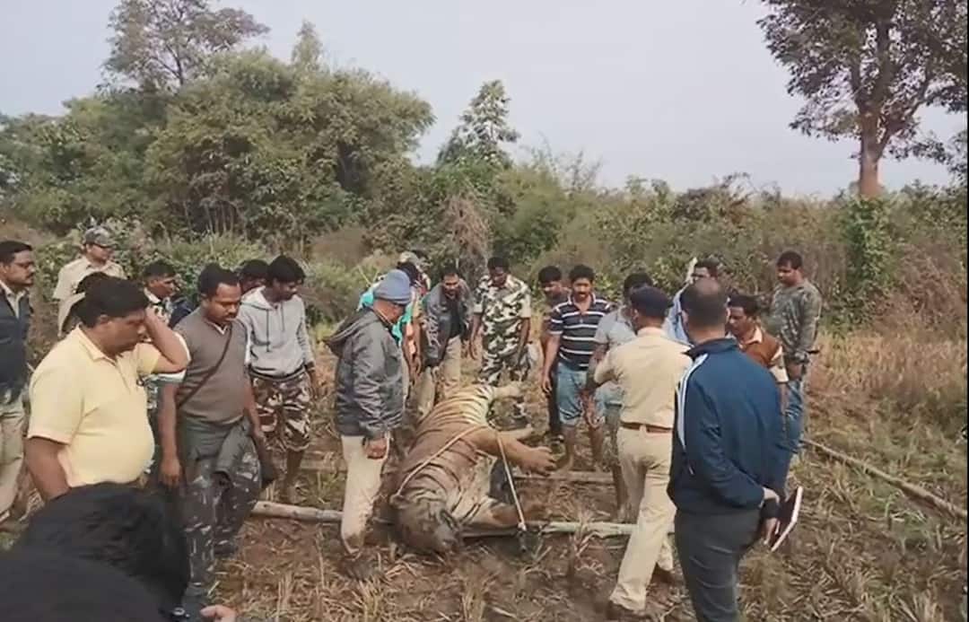 Tiger deaths due to electricity ताडोबात वीजेच्या धक्क्याने वाघाचा मृत्यू