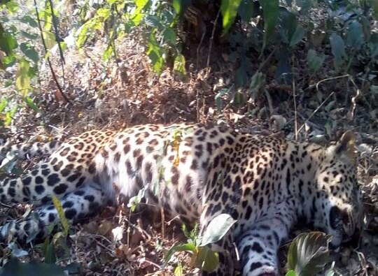 Gondia : Leopard killed and cut ankles stolen गोंदियात बिबट्याची हत्या, चारही पायांचे पंजे कापून नेले