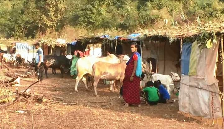 तीन दिवसानंतर परत गांगेश्वराला कौल लावून हुकूम घेतला जातो. त्यानंतर गावभरणी होते. जोपर्यंत गांगोचा हुकूम होत नाही तोपर्यंत ग्रामस्थ गावाच्या बाहेर राहतात. त्यामुळे तीन, पाच, सात दिवसांची ही गावपळण असते. दरवर्षी गावपळण होणारी जिल्ह्यात एकमेव शिराळे गाव आहे. 