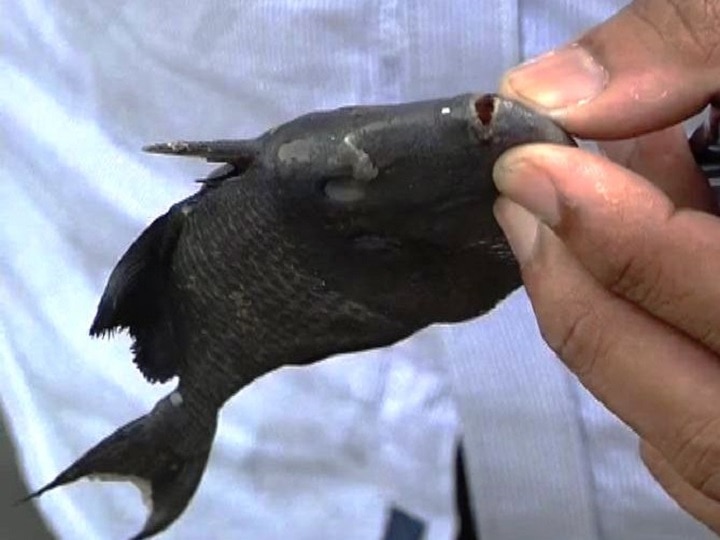 Triggerfish is eating your favourite fish 'या' माशामुळे सुरमई, बांगडा, कुपा मासे समुद्रातून गायब!
