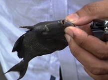 ट्रिगर फिशची दादागिरी, हल्ल्याने सुरमई, बांगडा समुद्रातून गायब!