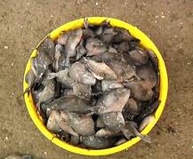 ट्रिगर फिशची दादागिरी, हल्ल्याने सुरमई, बांगडा समुद्रातून गायब!