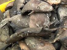 ट्रिगर फिशची दादागिरी, हल्ल्याने सुरमई, बांगडा समुद्रातून गायब!