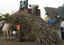 वैतागलेल्या शेतकऱ्याचा ऊस जाळण्याचा निर्णय, जिल्हाधिकाऱ्यांना निमंत्रण