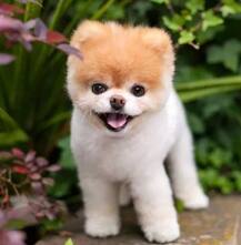 जगातील क्यूटेस्ट डॉगीचा मृत्यू, सोशल मीडियावर हळहळ