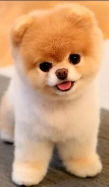 जगातील क्यूटेस्ट डॉगीचा मृत्यू, सोशल मीडियावर हळहळ