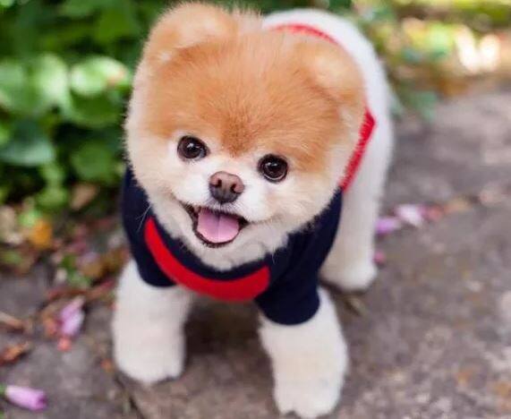 बूचे फेसबुकवरील काही फोटो.