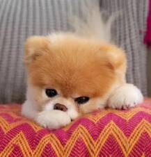 जगातील क्यूटेस्ट डॉगीचा मृत्यू, सोशल मीडियावर हळहळ