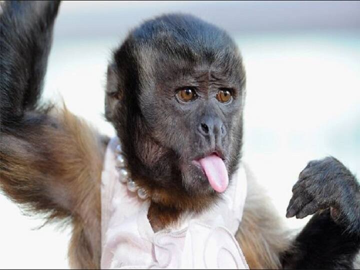 'टोटल धमाल'मधून 'क्रिस्टल द मंकी'चं बॉलिवूडमध्ये पदार्पण Crystal The