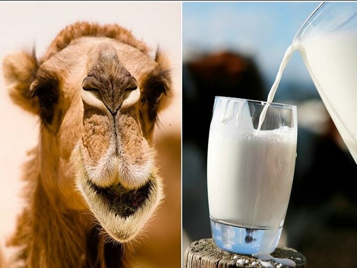 Amul launches camel milk in select markets 'अमूल' कंपनीकडून उंटाचं दूध बाजारात