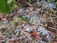 भंडारा, गोंदियासह नागपूर जिल्ह्यात जोरदार गारपीट