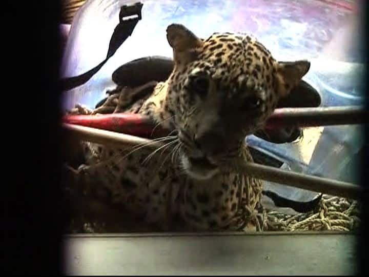 leopard attack in Nashik, forest employee catch them नाशिकमध्ये भरवस्तीत बिबट्याचा थरार, चौघांवर हल्ला