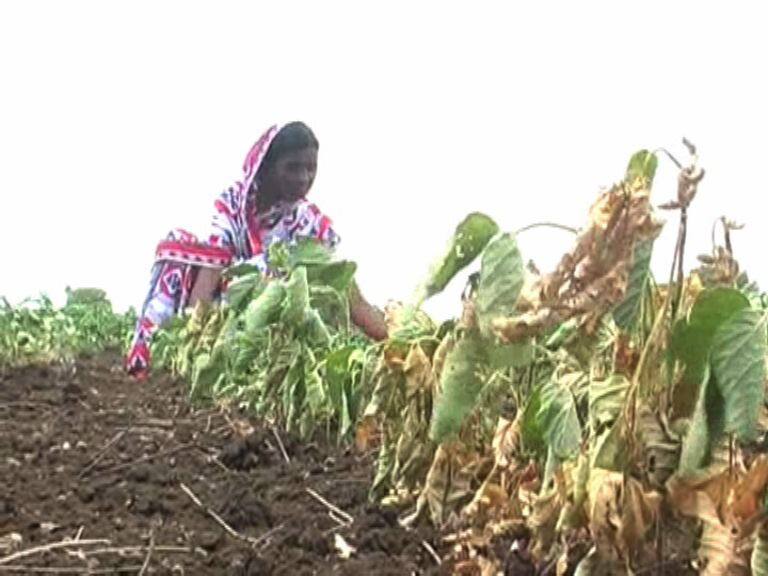First help released by the Government for Drought affected farmer दुष्काळग्रस्त शेतकऱ्यांसाठी सरकारकडून पहिली मदत जाहीर