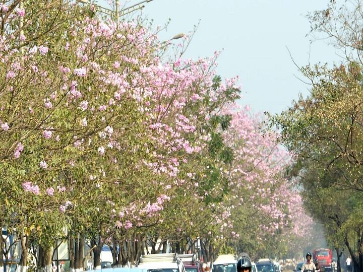 मुंबईतील पूर्व द्रुतगती महामार्गावरील छेडा नगर ते विक्रोळी भागात 'बसंत' बहार आली आहे. इस्टर्न एक्स्प्रेस हायवेच्या दुतर्फा आणि दुभाजकावर पर्यावरण आणि सुशोभिकरणासाठी विविध झाडं लावली आहेत. ही झाडं दरवर्षीप्रमाणे यंदाही बहरली आहेत.
