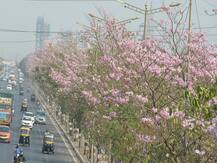 इस्टर्न एक्स्प्रेस हायवेवर गुलाबी चादर