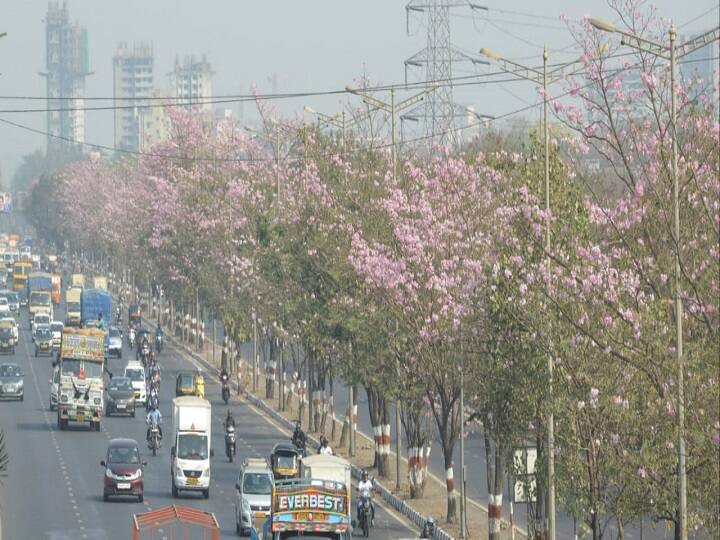गेल्या वर्षी झालेल्या वृक्षगणनेनुसार महापालिका क्षेत्रात सुमारे 29 लाख 75 हजार 283 इतके वृक्ष आहेत. यामध्येच सहा हजार 500 पेक्षा अधिक 'बसंत रानी' वृक्षांचाही समावेश आहे.