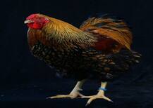 कोंबड्याचा मुलीला चावा, प्रकरण थेट पोलिसात पोहोचलं