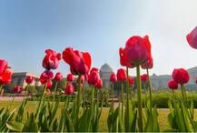 राष्ट्रपती भवनातील मुघल गार्डनमध्ये फुलांचा मनमोहक गालिचा