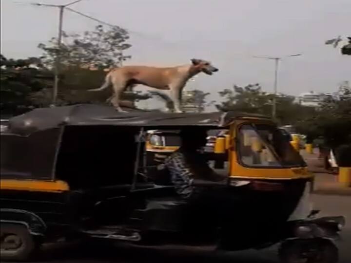 अभिनेता रितेशनं अजयच्या कुत्र्याचा व्हिडीओ शेअर केल्यानंतर ट्विटरवर धमाल Riteish deshmukh tweets ajay devgn's dog अभिनेता रितेशनं अजयच्या कुत्र्याचा व्हिडीओ शेअर केल्यानंतर ट्विटरवर धमाल