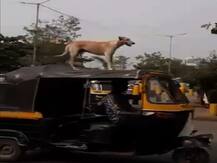 अभिनेता रितेशनं अजयच्या कुत्र्याचा व्हिडीओ शेअर केल्यानंतर ट्विटरवर धमाल