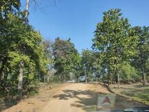 गडचिरोलीच्या जंगलातली पालवी