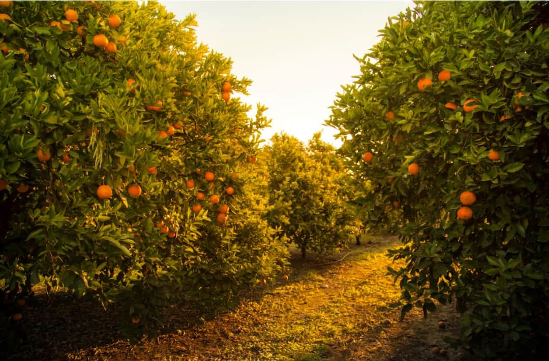 Fruit crop insurance for farmers as per climate शेतकऱ्यांना मिळणार हवामानावर आधारित फळपीक विमा